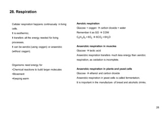28. Respiration
Cellular respiration happens continuously in living
cells.
It is exothermic.
It transfers all the energy needed for living
processes.
It can be aerobic (using oxygen) or anaerobic
(without oxygen).
Organisms need energy for
•Chemical reactions to build larger molecules
•Movement
•Keeping warm
Aerobic respiration
Glucose + oxygen → carbon dioxide + water
Remember it as GO → COW
C6H1206 + 6O2 → 6CO2 + 6H2O
Anaerobic respiration in muscles
Glucose → lactic acid
Anaerobic respiration transfers much less energy than aerobic
respiration, as oxidation is incomplete.
Anaerobic respiration in plants and yeast cells
Glucose → ethanol and carbon dioxide
Anaerobic respiration in yeast cells is called fermentation.
It is important in the manufacture of bread and alcoholic drinks.
28
 