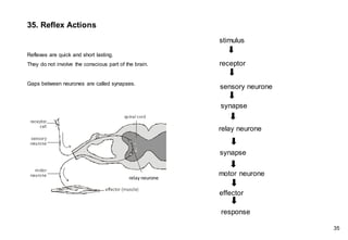 35. Reflex Actions
Reflexes are quick and short lasting.
They do not involve the conscious part of the brain.
Gaps between neurones are called synapses.
relay neurone
stimulus
receptor
sensory neurone
synapse
relay neurone
motor neurone
effector
response
synapse
35
 
