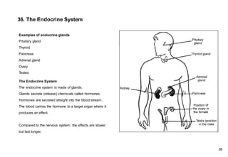 Examples of endocrine glands
Pituitary gland
Thyroid
Pancreas
Adrenal gland
Ovary
Testes
The Endocrine System
The endocrine system is made of glands.
Glands secrete (release) chemicals called hormones.
Hormones are secreted straight into the blood stream.
The blood carries the hormone to a target organ where it
produces an effect.
Compared to the nervous system, the effects are slower
but last longer.
36. The Endocrine System
36
 