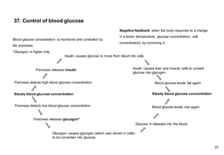 37. Control of blood glucose
.
Negative feedback: when the body responds to a change
in a factor (temperature, glucose concentration, salt
concentration) by correcting it.
Pancreas detects high blood glucose concentration
Pancreas releases insulin
Insulin causes glucose to move from blood into cells
Insulin causes liver and muscle cells to convert
glucose into glycogen
Blood glucose levels fall again
Pancreas detects low blood glucose concentration
Pancreas releases glucagon*
Glucagon causes glycogen (which was stored in cells)
to be converted into glucose
Glucose is released into the blood
Blood glucose levels rise again
37
Steady blood glucose concentration Steady blood glucose concentration
Blood glucose concentration is monitored and controlled by
the pancreas.
*Glucagon is higher only
 