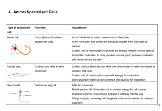 4. Animal Specialised Cells
4
Type of specialised
cell
Function Adaptations
Nerve cell Carry electrical impulses
around the body
Lots of dendrites to make connections to other cells
A very long axon that carries the electrical impulse from one place to
another
Contain lots of mitochondria to provide the energy needed to make special
transmitter molecules, to carry impulses across gaps (synapses) between
one nerve cell and the next
Muscle cells Contract and relax to allow
movement
Contain special fibres that can slide over one another to allow the muscle to
contract and relax
Contain lots of mitochondria to provide energy for contraction
Store glycogen which can be converted into glucose for respiration
Sperm cells Fertilise an egg cell A tail for movement
Middle section full of mitochondria to provide energy for tail to move
Digestive enzymes in acrosome to digest a pathway into the egg
A large nucleus containing half the genetic information needed to make an
organism
 