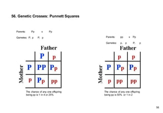 56. Genetic Crosses: Punnett Squares
56
Parents: Pp x Pp
Gametes: P, p P, p Parents: pp x Pp
Gametes: p, p P, p
The chance of any one offspring
being pp is 1 in 4 or 25%
The chance of any one offspring
being pp is 50% or 1 in 2
 