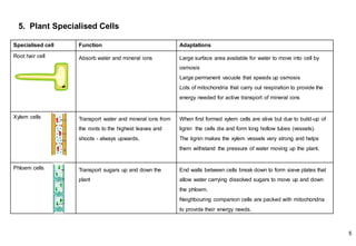 5. Plant Specialised Cells
5
Specialised cell Function Adaptations
Root hair cell Absorb water and mineral ions Large surface area available for water to move into cell by
osmosis
Large permanent vacuole that speeds up osmosis
Lots of mitochondria that carry out respiration to provide the
energy needed for active transport of mineral ions
Xylem cells Transport water and mineral ions from
the roots to the highest leaves and
shoots - always upwards.
When first formed xylem cells are alive but due to build-up of
lignin the cells die and form long hollow tubes (vessels).
The lignin makes the xylem vessels very strong and helps
them withstand the pressure of water moving up the plant.
Phloem cells Transport sugars up and down the
plant
End walls between cells break down to form sieve plates that
allow water carrying dissolved sugars to move up and down
the phloem.
Neighbouring companion cells are packed with mitochondria
to provide their energy needs.
 
