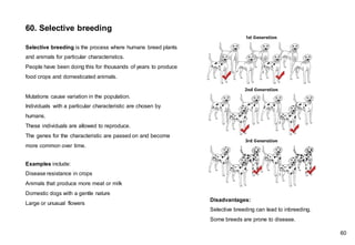 60. Selective breeding
Selective breeding is the process where humans breed plants
and animals for particular characteristics.
People have been doing this for thousands of years to produce
food crops and domesticated animals.
Mutations cause variation in the population.
Individuals with a particular characteristic are chosen by
humans.
These individuals are allowed to reproduce.
The genes for the characteristic are passed on and become
more common over time.
Examples include:
Disease resistance in crops
Animals that produce more meat or milk
Domestic dogs with a gentle nature
Large or unusual flowers
Disadvantages:
Selective breeding can lead to inbreeding.
Some breeds are prone to disease.
60
 