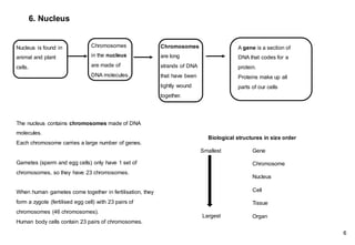 A gene is a section of
DNA that codes for a
protein.
Proteins make up all
parts of our cells
Chromosomes
are long
strands of DNA
that have been
tightly wound
together.
Chromosomes
in the nucleus
are made of
DNA molecules.
Nucleus is found in
animal and plant
cells.
6. Nucleus
The nucleus contains chromosomes made of DNA
molecules.
Each chromosome carries a large number of genes.
Gametes (sperm and egg cells) only have 1 set of
chromosomes, so they have 23 chromosomes.
When human gametes come together in fertilisation, they
form a zygote (fertilised egg cell) with 23 pairs of
chromosomes (46 chromosomes).
Human body cells contain 23 pairs of chromosomes.
6
Biological structures in size order
Smallest Gene
Chromosome
Nucleus
Cell
Tissue
Organ
Largest
 