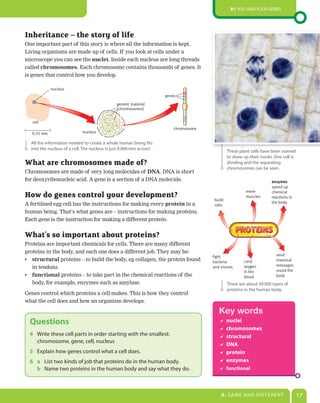 B1: You and Your genes




Inheritance – the story of life
One important part of this story is where all the information is kept.
Living organisms are made up of cells. If you look at cells under a
microscope you can see the nuclei. Inside each nucleus are long threads
called chromosomes. Each chromosome contains thousands of genes. It
is genes that control how you develop.

             nucleus
                                                                     genes

                                               genetic material
                                               (chromosomes)


   cell
                                                                         chromosome
   0.25 mm                   nucleus

  all the information needed to create a whole human being fits
  into the nucleus of a cell. The nucleus is just 0.006 mm across!
                                                                                              These plant cells have been stained
                                                                                              to show up their nuclei. one cell is
What are chromosomes made of?                                                                 dividing and the separating
                                                                                              chromosomes can be seen.
Chromosomes are made of very long molecules of DNA. DNA is short
for deoxyribonucleic acid. A gene is a section of a DNA molecule.                                                    enzymes
                                                                                                                     speed up
                                                                                                       move          chemical
How do genes control your development?                                                build
                                                                                                       muscles       reactions in
A fertilised egg cell has the instructions for making every protein in a                                             the body
                                                                                      cells
human being. That’s what genes are – instructions for making proteins.
Each gene is the instruction for making a different protein.


What’s so important about proteins?
Proteins are important chemicals for cells. There are many different
proteins in the body, and each one does a different job. They may be:
                                                                                      fight                            send
•	 structural proteins – to build the body, eg collagen, the protein found            bacteria        carry            chemical
                                                                                                                       messages
   in tendons                                                                         and viruses     oxygen
                                                                                                      in the           round the
•	 functional	proteins – to take part in the chemical reactions of the                                blood            body
   body, for example, enzymes such as amylase.                                                There are about 50 000 types of
                                                                                              proteins in the human body.
Genes control which proteins a cell makes. This is how they control
what the cell does and how an organism develops.

                                                                                         Key words
  Questions                                                                               nuclei
                                                                                          chromosomes
  4 Write these cell parts in order starting with the smallest:                           structural
    chromosome, gene, cell, nucleus
                                                                                          DNA
  5 explain how genes control what a cell does.                                           protein
  6 a List two kinds of job that proteins do in the human body.                           enzymes
    b name two proteins in the human body and say what they do.                           functional




                                                                                          A: saMe and dIFFerenT                      17
 
