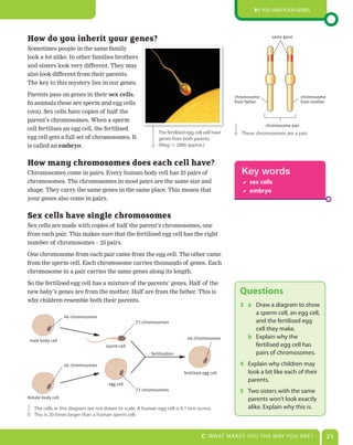 B1: You and Your genes




How do you inherit your genes?                                                                                    same gene

Sometimes people in the same family
look a lot alike. In other families brothers
and sisters look very different. They may
also look different from their parents.
The key to this mystery lies in our genes.

Parents pass on genes in their sex	cells.                                                         chromosome                      chromosome
In animals these are sperm and egg cells                                                          from father                     from mother

(ova). Sex cells have copies of half the
parent’s chromosomes. When a sperm
                                                                                                                chromosome pair
cell fertilises an egg cell, the fertilised
                                                              The fertilised egg cell will have      These chromosomes are a pair.
egg cell gets a full set of chromosomes. It                   genes from both parents.
is called an embryo.                                          (Mag: ϫ 2000 approx.)


How many chromosomes does each cell have?
Chromosomes come in pairs. Every human body cell has 23 pairs of                                     Key words
chromosomes. The chromosomes in most pairs are the same size and                                      sex cells
shape. They carry the same genes in the same place. This means that                                   embryo
your genes also come in pairs.


Sex cells have single chromosomes
Sex cells are made with copies of half the parent’s chromosomes, one
from each pair. This makes sure that the fertilised egg cell has the right
number of chromosomes – 23 pairs.

One chromosome from each pair came from the egg cell. The other came
from the sperm cell. Each chromosome carries thousands of genes. Each
chromosome in a pair carries the same genes along its length.

So the fertilised egg cell has a mixture of the parents’ genes. Half of the
new baby’s genes are from the mother. Half are from the father. This is                             Questions
why children resemble both their parents.
                                                                                                    3 a draw a diagram to show
                                                                                                        a sperm cell, an egg cell,
                   46 chromosomes
                                                  23 chromosomes                                        and the fertilised egg
                                                                                                        cell they make.
                                                                             46 chromosomes           b explain why the
 male body cell
                                    sperm cell                                                          fertilised egg cell has
                                                          fertilisation                                 pairs of chromosomes.
                   46 chromosomes                                                                   4 explain why children may
                                                                           fertilised egg cell        look a bit like each of their
                                                                                                      parents.
                                      egg cell
                                                  23 chromosomes                                    5 Two sisters with the same
female body cell                                                                                      parents won’t look exactly
   The cells in this diagram are not drawn to scale. a human egg cell is 0.1 mm across.               alike. explain why this is.
   This is 20 times larger than a human sperm cell.



                                                                                     C: WHaT MaKes You THe WaY You are?                         21
 