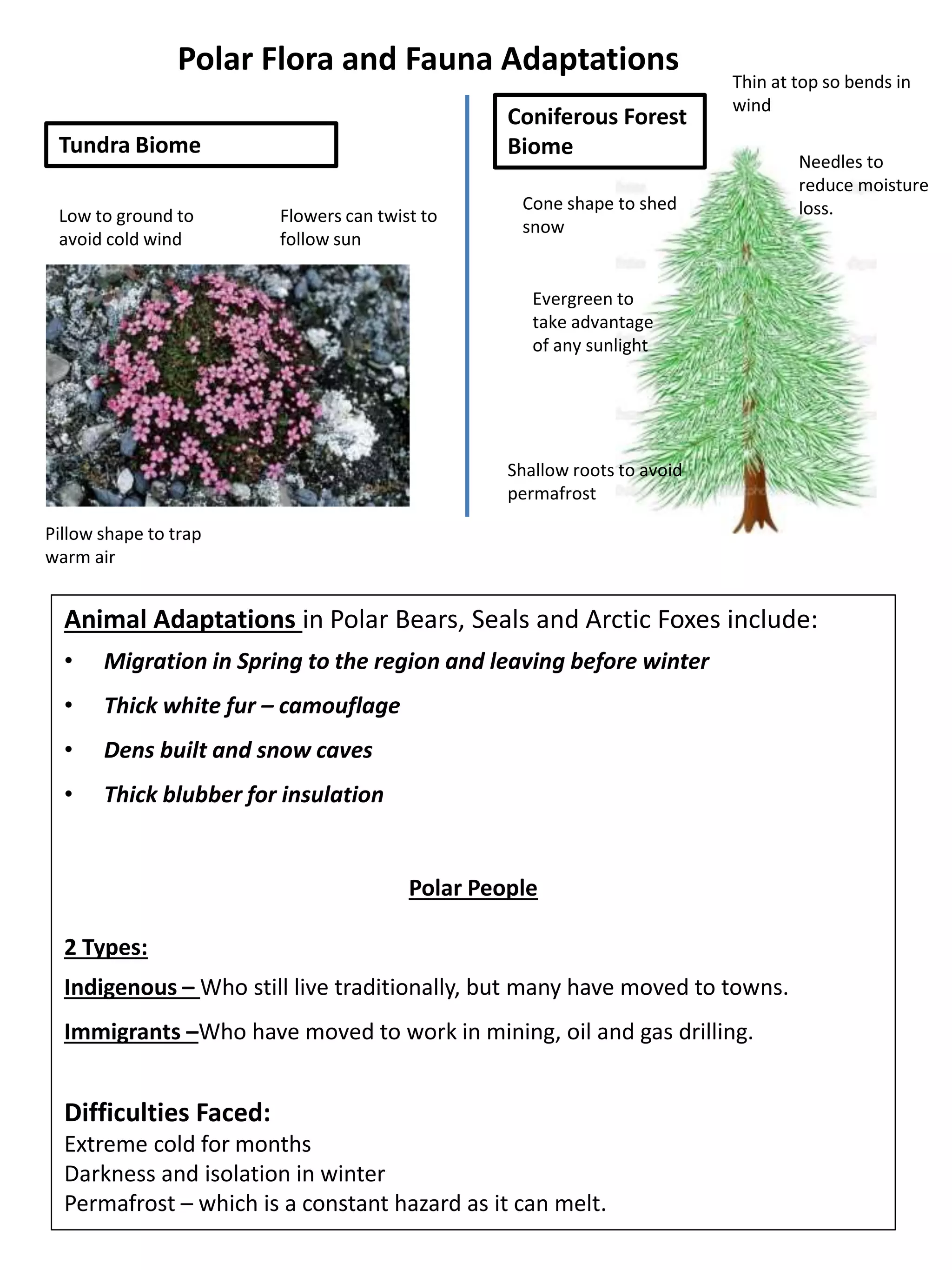 Polar Flora and Fauna Adaptations
Thin at top so bends in
wind
Cone shape to shed
snow
Shallow roots to avoid
permafrost
Needles to
reduce moisture
loss.
Evergreen to
take advantage
of any sunlight
Low to ground to
avoid cold wind
Pillow shape to trap
warm air
Flowers can twist to
follow sun
Tundra Biome
Coniferous Forest
Biome
Animal Adaptations in Polar Bears, Seals and Arctic Foxes include:
• Migration in Spring to the region and leaving before winter
• Thick white fur – camouflage
• Dens built and snow caves
• Thick blubber for insulation
Polar People
2 Types:
Indigenous – Who still live traditionally, but many have moved to towns.
Immigrants –Who have moved to work in mining, oil and gas drilling.
Difficulties Faced:
Extreme cold for months
Darkness and isolation in winter
Permafrost – which is a constant hazard as it can melt.
 