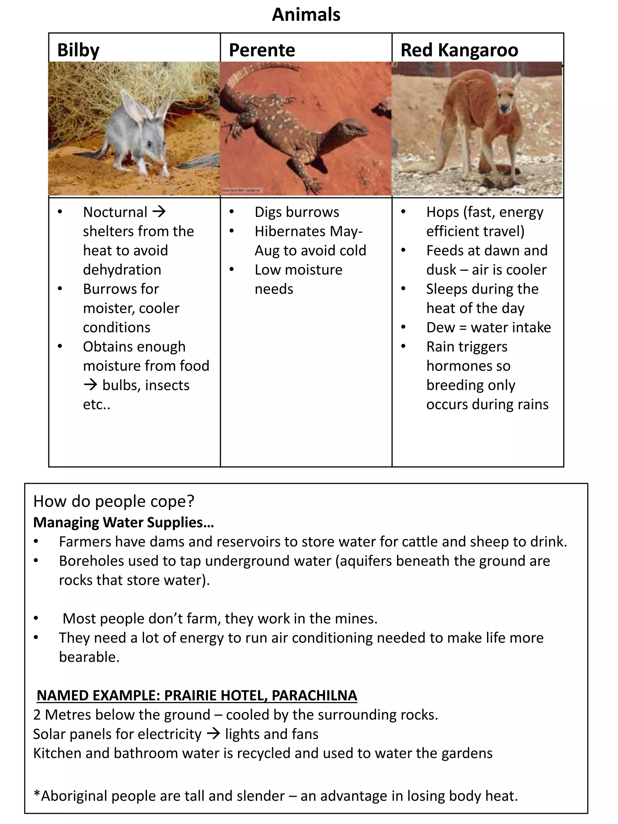 Animals
Bilby Perente Red Kangaroo
• Nocturnal 
shelters from the
heat to avoid
dehydration
• Burrows for
moister, cooler
conditions
• Obtains enough
moisture from food
 bulbs, insects
etc..
• Digs burrows
• Hibernates May-
Aug to avoid cold
• Low moisture
needs
• Hops (fast, energy
efficient travel)
• Feeds at dawn and
dusk – air is cooler
• Sleeps during the
heat of the day
• Dew = water intake
• Rain triggers
hormones so
breeding only
occurs during rains
How do people cope?
Managing Water Supplies…
• Farmers have dams and reservoirs to store water for cattle and sheep to drink.
• Boreholes used to tap underground water (aquifers beneath the ground are
rocks that store water).
• Most people don’t farm, they work in the mines.
• They need a lot of energy to run air conditioning needed to make life more
bearable.
NAMED EXAMPLE: PRAIRIE HOTEL, PARACHILNA
2 Metres below the ground – cooled by the surrounding rocks.
Solar panels for electricity  lights and fans
Kitchen and bathroom water is recycled and used to water the gardens
*Aboriginal people are tall and slender – an advantage in losing body heat.
 
