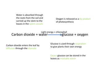 Water is absorbed through
         the roots from the soil and              Oxygen is released as a by product
         carried up the stem to the               of photosynthesis
         leaves in the xylem vessels


                                    Light energy + chlorophyll
     Carbon dioxide + water                             glucose + oxygen

                                             Glucose is used through respiration
Carbon dioxide enters the leaf by
                                             to give plants their own energy
diffusion through the stomata

                                             Excess glucose can be stored in the
                                             leaves as insoluble starch
 