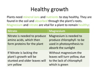 Healthy growth
Plants need mineral ions and nutrients to stay healthy. They are
found in the soil and absorbed through the plant’s roots.
Magnesium and nitrate are vital for a plant to remain healthy:
Nitrate                       Magnesium
Nitrate is needed to produce  Magnesium is needed to
amino acids, which then       produce chlorophyll- to be
form proteins for the plant   used in photosynthesis to
                              absorb the sunlight
If Nitrate is lacking the     Without magnesium the
plant’s growth will be        leaves will turn yellow, due
stunted and older leaves will to the lack of chlorophyll
urn yellow                    which is green
 