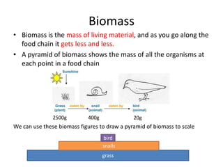 Biomass
• Biomass is the mass of living material, and as you go along the
  food chain it gets less and less.
• A pyramid of biomass shows the mass of all the organisms at
  each point in a food chain




               2500g        400g              20g
We can use these biomass figures to draw a pyramid of biomass to scale
                                   bird
                                   snails
                                   grass
 