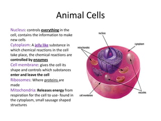 Animal Cells
Nucleus: controls everything in the
cell, contains the information to make
new cells
Cytoplasm: A jelly like substance in
which chemical reactions in the cell
take place, the chemical reactions are
controlled by enzymes
Cell membrane: gives the cell its
shape and controls which substances
enter and leave the cell
Ribosomes: Where proteins are
made
Mitochondria: Releases energy from
respiration for the cell to use- found in
the cytoplasm, small sausage shaped
structures
 