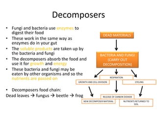 Decomposers
• Fungi and bacteria use enzymes to
  digest their food                                   DEAD MATERIALS
• These work in the same way as
  enzymes do in your gut
• The soluble products are taken up by
  the bacteria and fungi                            BACTERIA AND FUNGI
• The decomposers absorb the food and                   (CARRY OUT
  use it for growth and energy                       DECOMPOSITION)
• These bacteria and fungi may be
  eaten by other organisms and so the
  nutrients are passed on                                    RESPIRATION
                                  GROWTH AND CELL DIVISION                          CYCLING


• Decomposers food chain:
Dead leaves  fungus  beetle  frog                  RELEASE OF CARBON DIOXIDE
                                       NEW DECOMPOSER MATERIAL             NUTRIENTS RETURNED TO
                                                                                    SOIL
 