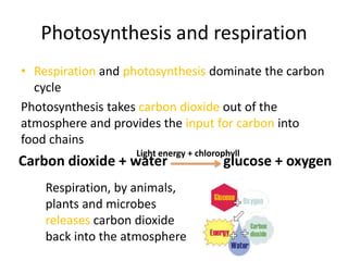 Photosynthesis and respiration
• Respiration and photosynthesis dominate the carbon
  cycle
Photosynthesis takes carbon dioxide out of the
atmosphere and provides the input for carbon into
food chains
                   Light energy + chlorophyll
Carbon dioxide + water                  glucose + oxygen
    Respiration, by animals,
    plants and microbes
    releases carbon dioxide
    back into the atmosphere
 
