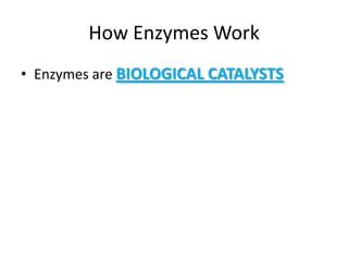 How Enzymes Work
• Enzymes are BIOLOGICAL CATALYSTS
 