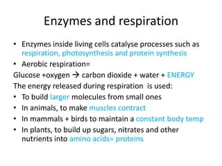 Enzymes and respiration
• Enzymes inside living cells catalyse processes such as
  respiration, photosynthesis and protein synthesis
• Aerobic respiration=
Glucose +oxygen  carbon dioxide + water + ENERGY
The energy released during respiration is used:
• To build larger molecules from small ones
• In animals, to make muscles contract
• In mammals + birds to maintain a constant body temp
• In plants, to build up sugars, nitrates and other
  nutrients into amino acids= proteins
 