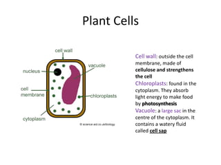 Plant Cells

          Cell wall: outside the cell
          membrane, made of
          cellulose and strengthens
          the cell
          Chloroplasts: found in the
          cytoplasm. They absorb
          light energy to make food
          by photosynthesis
          Vacuole: a large sac in the
          centre of the cytoplasm. It
          contains a watery fluid
          called cell sap
 