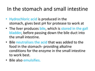 In the stomach and small intestine
• Hydrochloric acid is produced in the
  stomach, gives best pH for protease to work at
• The liver produces bile, which is stored in the gall
  bladder, before passing down the bile duct into
  the small intestine.
• Bile neutralises the acid that was added to the
  food in the stomach- providing alkaline
  conditions for the enzyme in the small intestine
  to work best.
• Bile also emulsifies.
 