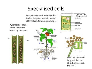 Specialised cells
                 Leaf palisade cells- found in the
                 leaf of the plant, contain lots of
                 chloroplasts for photosynthesis:
Xylem cells- small
tubes that carry
water up the stem




                                                      Root hair cells- are
                                                      long and thin to
                                                      absorb water from
                                                      the soil
 