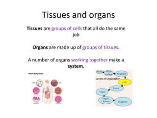 Tissues and organs
Tissues are groups of cells that all do the same
                      job

  Organs are made up of groups of tissues.

A number of organs working together make a
                 system.
 