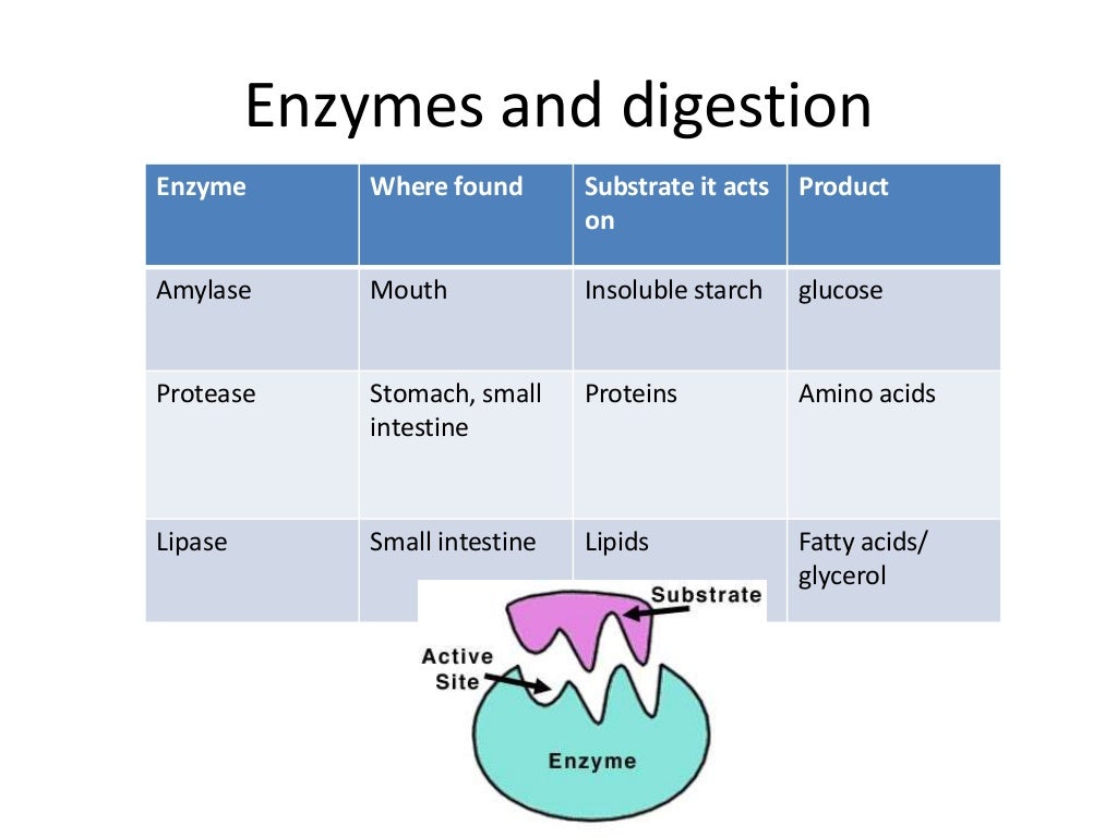 GCSE AQA BIOLOGY UNIT 2