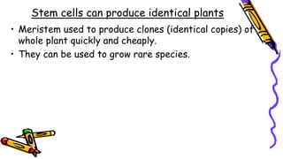 Stem cells can produce identical plants
• Meristem used to produce clones (identical copies) of
whole plant quickly and cheaply.
• They can be used to grow rare species.
 