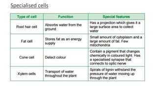 Specialised cells
 