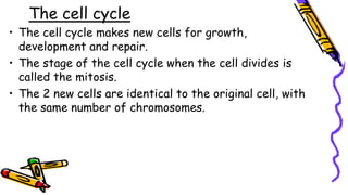 The cell cycle
• The cell cycle makes new cells for growth,
development and repair.
• The stage of the cell cycle when the cell divides is
called the mitosis.
• The 2 new cells are identical to the original cell, with
the same number of chromosomes.
 
