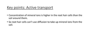 Key points: Active transport
• Concentration of mineral ions is higher in the root hair cells than the
soil around them.
• So root hair cells can’t use diffusion to take up mineral ions from the
soil.
 