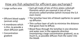 How are fish adapted for efficient gas exchange?
• Large surface area
• Efficient blood supply
(animals only)
• A membrane which
is thin, to provide a
short diffusion path
• Concentration
gradient
• Each gill made of lots of thins plates called gill
filaments which are covered in lots of tiny
structures called lamellae (which increase the S.A
even more)
• The lamellae have lots of blood capillaries to speed
up diffusion.
• Thin surface layer of cells to minimise the distance
that gases have to diffuse.
• Blood flows through the lamellae in one direction
and water over in the opposite direction
(maintaining a large concentration gradient), so as
much O2 as possible diffuses from the water into
the blood.
 