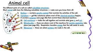 Animal cell
 