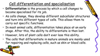 Cell differentiation and specialisation
• Differentiation is the process by which a cell changes to
become specialised for its job.
• As cells change, they develop different subcellular structures
and turn into different types of cells. This allows them to
carry out specific functions.
• In most animal cells, differentiation takes place at an early
stage. After this, the ability to differentiate is then lost.
• However, lots of plant cells don’t ever lose this ability.
• The cells that differentiate in mature animals are mainly used
for repairing and replacing cells, such as skin or blood cells.
 