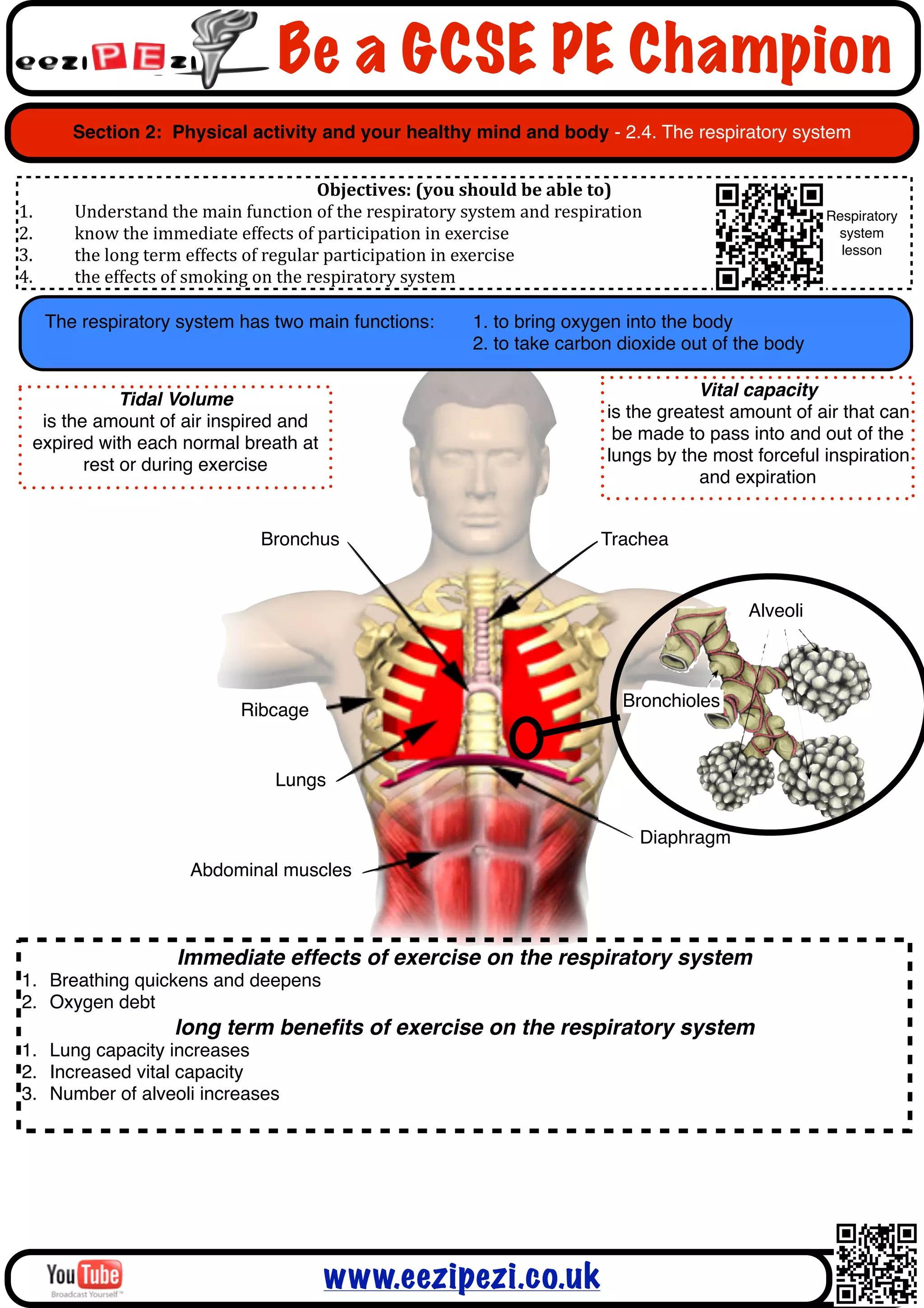 Be a GCSE PE Champion
         Section 2: Physical activity and your healthy mind and body - 2.4. The respiratory system


                                                          Objectives:	
  (you	
  should	
  be	
  able	
  to)
1.       Understand	
  the	
  main	
  function	
  of	
  the	
  respiratory	
  system	
  and	
  respiration                       Respiratory
2.       know	
  the	
  immediate	
  effects	
  of	
  participation	
  in	
  exercise                                             system
3.       the	
  long	
  term	
  effects	
  of	
  regular	
  participation	
  in	
  exercise                                        lesson

4.       the	
  effects	
  of	
  smoking	
  on	
  the	
  respiratory	
  system

       The respiratory system has two main functions: !                       1. to bring oxygen into the body
     !      !     !      !     !      !     !      !                          2. to take carbon dioxide out of the body

                                                                                                                 Vital capacity
             Tidal Volume
                                                                                                     is the greatest amount of air that can
  is the amount of air inspired and
                                                                                                      be made to pass into and out of the
 expired with each normal breath at
                                                                                                     lungs by the most forceful inspiration
        rest or during exercise
                                                                                                                 and expiration


                                         Bronchus                                                   Trachea


                                                                                                                       Alveoli



                                                                                                        Bronchioles
                                     Ribcage


                                            Lungs


                                                                                                           Diaphragm
                             Abdominal muscles



                          Immediate effects of exercise on the respiratory system
1. Breathing quickens and deepens
2. Oxygen debt
                          long term beneﬁts of exercise on the respiratory system
1. Lung capacity increases
2. Increased vital capacity
3. Number of alveoli increases




                                                    www.eezipezi.co.uk
 