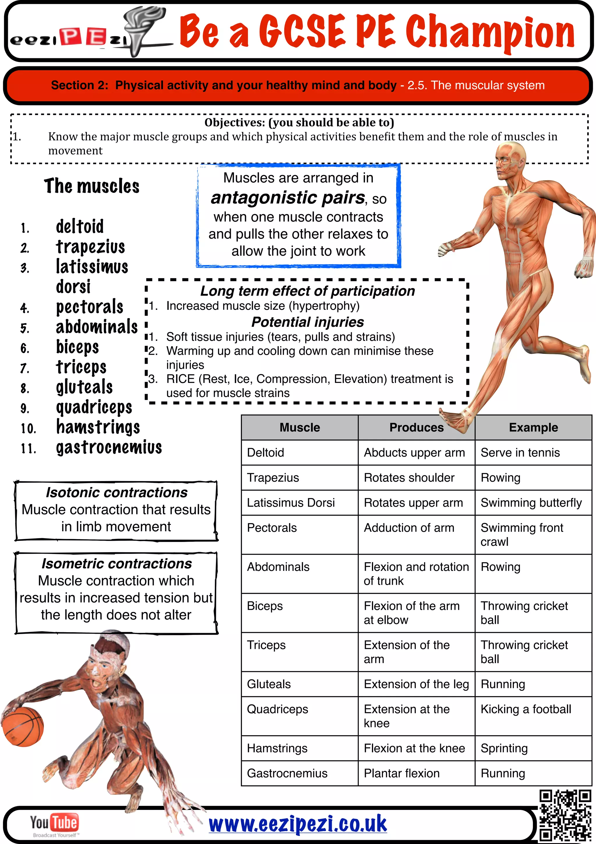 Be a GCSE PE Champion
         Section 2: Physical activity and your healthy mind and body - 2.5. The muscular system


                                                Objectives:	
  (you	
  should	
  be	
  able	
  to)
1.       Know	
  the	
  major	
  muscle	
  groups	
  and	
  which	
  physical	
  activities	
  beneAit	
  them	
  and	
  the	
  role	
  of	
  muscles	
  in	
  
         movement

                                                         Muscles are arranged in
        The muscles
                                                       antagonistic pairs, so
                                                        when one muscle contracts
 1.        deltoid                                     and pulls the other relaxes to
 2.        trapezius                                      allow the joint to work
 3.        latissimus
           dorsi                Long term effect of participation
 4.        pectorals 1. Increased muscle size (hypertrophy)
 5.                                        Potential injuries
           abdominals 1. Soft tissue injuries (tears, pulls and strains)
 6.        biceps     2. Warming up and cooling down can minimise these
 7.        triceps       injuries
                      3. RICE (Rest, Ice, Compression, Elevation) treatment is
 8.        gluteals      used for muscle strains
 9.        quadriceps
 10.       hamstrings                            Muscle                Produces                                                                Example
 11.       gastrocnemius                  Deltoid                 Abducts upper arm                                                    Serve in tennis

                                                                   Trapezius                         Rotates shoulder                  Rowing
        Isotonic contractions
                                                                   Latissimus Dorsi                  Rotates upper arm                 Swimming butterﬂy
     Muscle contraction that results
          in limb movement                                         Pectorals                         Adduction of arm                  Swimming front
                                                                                                                                       crawl
    Isometric contractions                                         Abdominals                        Flexion and rotation Rowing
    Muscle contraction which                                                                         of trunk
 results in increased tension but
                                                                   Biceps                            Flexion of the arm                Throwing cricket
    the length does not alter                                                                        at elbow                          ball

                                                                   Triceps                           Extension of the                  Throwing cricket
                                                                                                     arm                               ball

                                                                   Gluteals                          Extension of the leg Running

                                                                   Quadriceps                        Extension at the                  Kicking a football
                                                                                                     knee

                                                                   Hamstrings                        Flexion at the knee               Sprinting

                                                                   Gastrocnemius                     Plantar ﬂexion                    Running



                                                        www.eezipezi.co.uk
 
