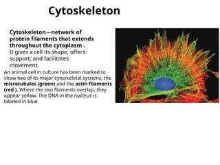 GCT2.MB - L5 & 6. The cytoskeleton and cell motility.pptx
