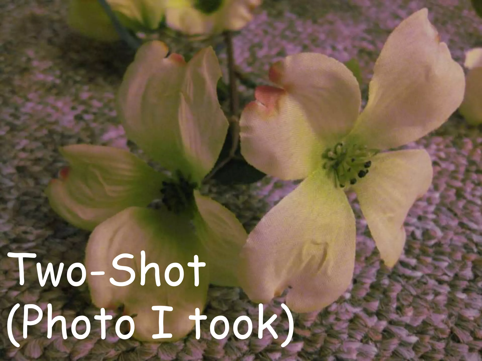 Two-Shot
(Photo I took)
 