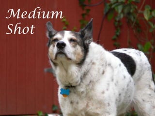 Medium
Shot
 