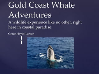 {
Gold Coast Whale
Adventures
A wildlife experience like no other, right
here in coastal paradise
Grace Hayes-Larson
 
