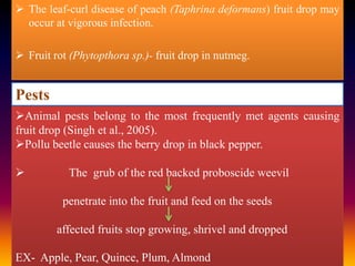  The leaf-curl disease of peach (Taphrina deformans) fruit drop may
occur at vigorous infection.
 Fruit rot (Phytopthora sp.)- fruit drop in nutmeg.

Pests
Animal pests belong to the most frequently met agents causing
fruit drop (Singh et al., 2005).
Pollu beetle causes the berry drop in black pepper.


The grub of the red backed proboscide weevil
penetrate into the fruit and feed on the seeds
affected fruits stop growing, shrivel and dropped

EX- Apple, Pear, Quince, Plum, Almond

 