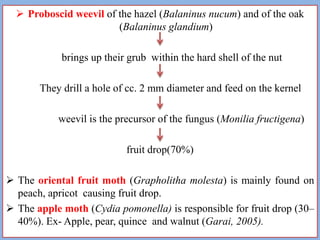  Proboscid weevil of the hazel (Balaninus nucum) and of the oak
(Balaninus glandium)
brings up their grub within the hard shell of the nut

They drill a hole of cc. 2 mm diameter and feed on the kernel
weevil is the precursor of the fungus (Monilia fructigena)
fruit drop(70%)
 The oriental fruit moth (Grapholitha molesta) is mainly found on
peach, apricot causing fruit drop.
 The apple moth (Cydia pomonella) is responsible for fruit drop (30–
40%). Ex- Apple, pear, quince and walnut (Garai, 2005).

 