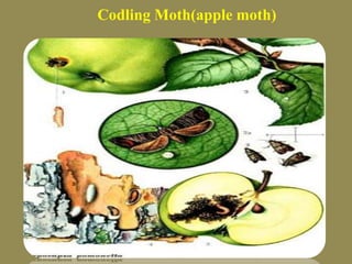 Codling Moth(apple moth)

 