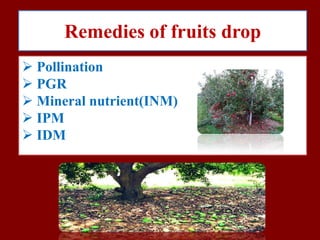 Remedies of fruits drop
 Pollination
 PGR
 Mineral nutrient(INM)
 IPM
 IDM

 