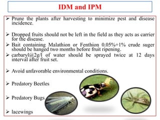 IDM and IPM
 Prune the plants after harvesting to minimize pest and disease
incidence.
 Dropped fruits should not be left in the field as they acts as carrier
for the disease.
 Bait containing Malathion or Fenthion 0.05%+1% crude suger
should be hanged two months before fruit ripening.
 carbaryl@2g/l of water should be sprayed twice at 12 days
interval after fruit set.
 Avoid unfavorable environmental conditions.
 Predatory Beetles

 Predatory Bugs
 lacewings

 