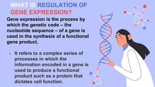 Regulation Of Gene Expression | PPTX