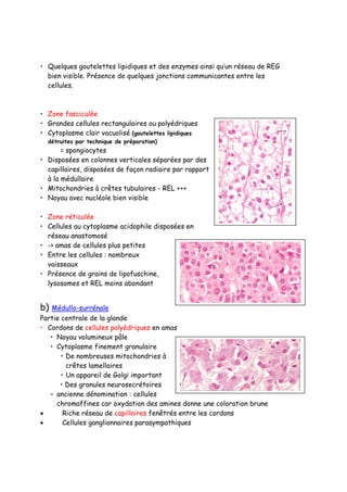 • Quelques goutelettes lipidiques et des enzymes ainsi qu’un réseau de REG
bien visible. Présence de quelques jonctions communicantes entre les
cellules.
• Zone fasciculée
• Grandes cellules rectangulaires ou polyédriques
• Cytoplasme clair vacuolisé (goutelettes lipidiques
détruites par technique de préparation)
= spongiocytes
• Disposées en colonnes verticales séparées par des
capillaires, disposées de façon radiaire par rapport
à la médullaire
• Mitochondries à crêtes tubulaires - REL +++
• Noyau avec nucléole bien visible
• Zone réticulée
• Cellules au cytoplasme acidophile disposées en
réseau anastomosé
• -> amas de cellules plus petites
• Entre les cellules : nombreux
vaisseaux
• Présence de grains de lipofuschine,
lysosomes et REL moins abondant
b) Médullo-surrénale
Partie centrale de la glande
• Cordons de cellules polyédriques en amas
• Noyau volumineux pâle
• Cytoplasme finement granulaire
• De nombreuses mitochondries à
crêtes lamellaires
• Un appareil de Golgi important
• Des granules neurosecrétoires
– ancienne dénomination : cellules
chromaffines car oxydation des amines donne une coloration brune
• Riche réseau de capillaires fenêtrés entre les cordons
• Cellules ganglionnaires parasympathiques
 