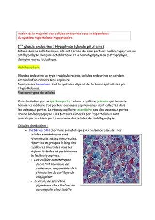 Système endocrinien | PDF