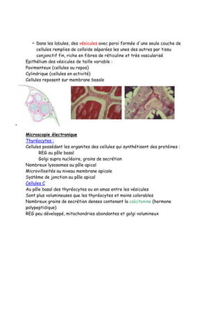 – Dans les lobules, des vésicules avec paroi formée d'une seule couche de
cellules remplies de colloïde séparées les unes des autres par tissu
conjonctif fin, riche en fibres de réticuline et très vascularisé
Epithélium des vésicules de taille variable :
Pavimenteux (cellules au repos)
Cylindrique (cellules en activité)
Cellules reposent sur membrane basale
Microscopie électronique
Thyréocytes :
Cellules possédant les organites des cellules qui synthétisent des protéines :
REG au pôle basal
Golgi supra nucléaire, grains de secrétion
Nombreux lysosomes au pôle apical
Microvillosités au niveau membrane apicale
Système de jonction au pôle apical
Cellules C
Au pôle basal des thyréocytes ou en amas entre les vésicules
Sont plus volumineuses que les thyréocytes et moins colorables
Nombreux grains de secrétion denses contenant la calcitonine (hormone
polypeptidique)
REG peu développé, mitochondries abondantes et golgi volumineux
•
 
