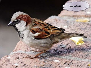 воробей
 