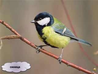 синица
 